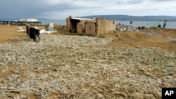 FILE -Fish waste products from the fish processing plants are dried in the sun in Masese, before being sold to the Congo for protein Masese, Uganda, Nov. 1, 2006.