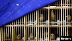 FILE - Seized wild birds are seen inside a cage at a news conference by police officers following a bust on illegal wildlife trade, in Kunming, Yunnan province, China, July 9, 2018. (REUTERS/Stringer)