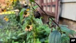 This Sept. 28, 2022, photo provided by Jessica Damiano shows a dry coneflower seed head. (Jessica Damiano via AP)