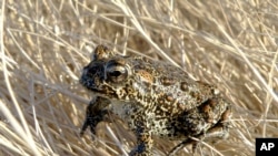 Endangered Toad Geothermal Plant