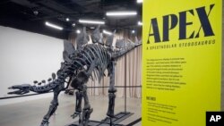 Apex, a 150 million-year-old stegosaurus dinosaur fossil that billionaire Kenneth C. Griffin bought for $44.6 million, is displayed at the American Museum of Natural History, in New York, Dec. 5, 2024.