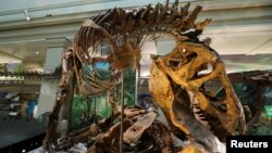 An Tyrannosaurus Rex skeleton is seen during a media preview for the reopening of the Smithsonian’s Natural History Museum dinosaur and fossil hall after undergoing $110-million renovation in Washington, June 4, 2019. 