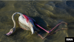 آمار رسمی حاکی از تلف شدن ۵هزار و ۹۵۰ پرنده مهاجر در تالاب میانکاله است 