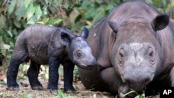 Badak Sumatera bernama Ratu dan bayinya Taman Nasional Way Kambas di Lampung. Para ahli menemukan jejak badak Sumatera di Kalimantan. (Foto: AP)