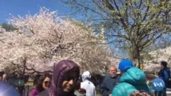 O"zbekiston majburiy mehnat ko'lami qanchalik pasaydi?