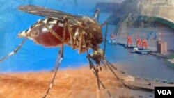 នេះ ជាសត្វមូស​ដែលចម្លងវីរុស​ឈ្មោះ​ឈីក​គន់ហ្គន់យ៉ាទៅមនុស្ស។