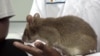 Saliva-sniffing Rats Help Diagnose Tuberculosis in Tanzania