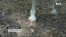 Терапија со коњи за намалување на стресот од војната кај украинските деца