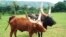 Local cattle in Kiboga, Uganda. Credit: ILRI