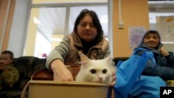 A cat peeks out of a bucket during a civilian evacuation from Kupiansk, at distribution center for internally displaced persons, in Kharkiv, Ukraine, Oct. 17, 2024.