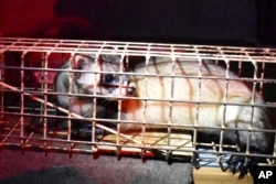 Rewilding Native Americans Northern Plain