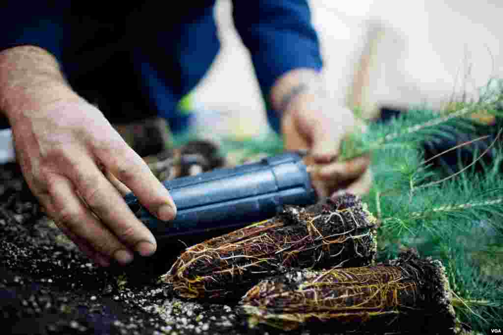 Cedar seedings that grow in longer, American-designed pots develop longer root systems and have a better survival rate. (V. Undritz for VOA)