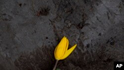 A wilted tulip lies discarded outside a flower farm in Lisse, near Amsterdam, Netherlands, March 19, 2020. 