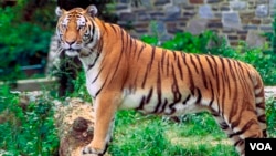 Bengali Tiger
