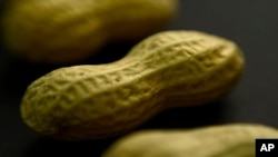 미 식품의약국(FDA)이 천식 치료제 ‘졸레어(Xolair)’를 여러 식품에 대한 알레르기 치료제로 승인했다.