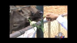 缅甸严厉打击野生动物销售