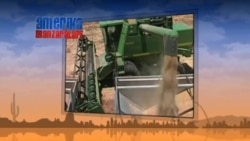 AQSh makkajo'xorisi Xitoy bozoriga kiritilmayapti - China US Corn/GMO