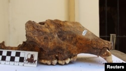 The skull of an extinct cave bear from the Natural History Museum in Belgrade, Serbia, is seen in this undated photo. (Rafal Kowalczyk/Handout via REUTERS)