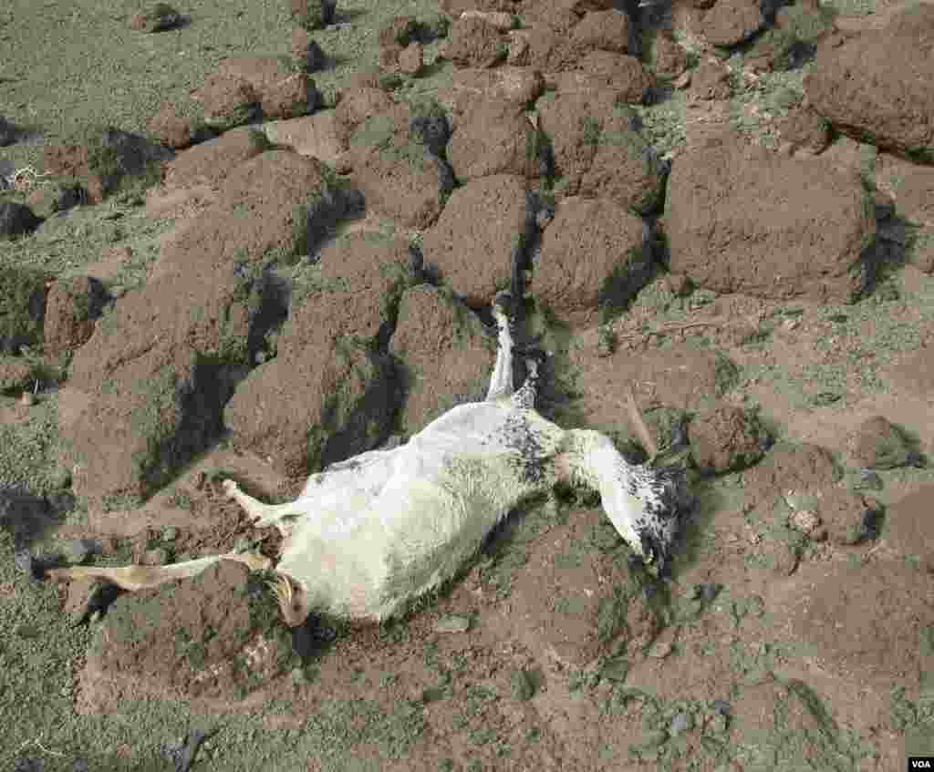 በአፋር የተከሰተው የዝናብ እጥረት ያስከተለው ጉዳት-ከአፋር ክልል ሚሌ ወረዳ ሀርሲስ ቀበሌ 