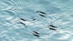 Quiz - Experimental Malaria Vaccines Offer Promise