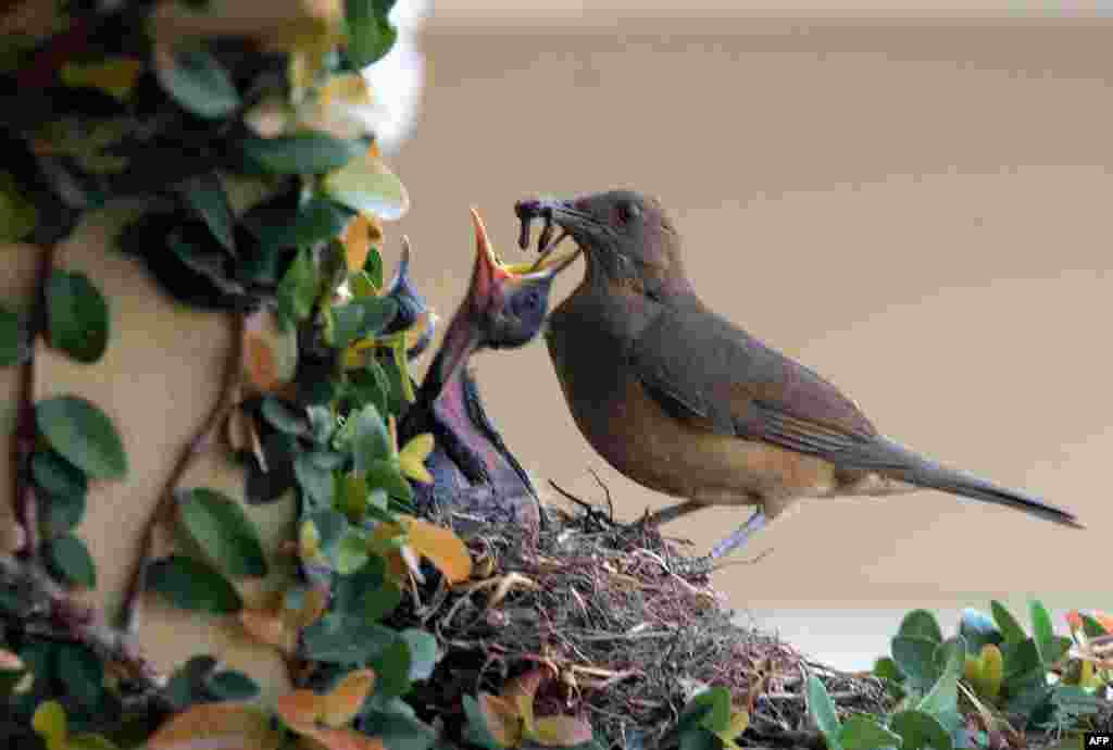 Seekor induk burung memberi makan anaknya di kota Tegucigalpa, Honduras. 