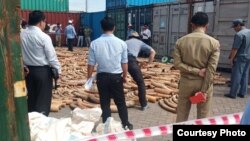 ភ្លុក​ដំរី​១០២៦​ដុំ ទម្ងន់​ជិត​៣តោន​កន្លះ ត្រូវ​បាន​អាជ្ញាធរ​រឹបអូស កាលពី​ថ្ងៃ​ទី១៤ ខែធ្នូ ឆ្នាំ២០១៨ ពី​កុងតឺន័រ​មួយ​ដែល​ត្រូវ​បាន​រក្សា​ទុក គ្មាន​ម្ចាស់​មក​យក​ជាង​១​ឆ្នាំ​មក​ហើយ។ (រូបថតផ្តល់ឲ្យ) 