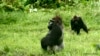 Researchers: Ebola Vaccine for Apes Protects Humans Too