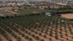 Le pari réussi des dattes majhoul en Libye