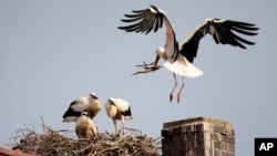 FILE - A stork lands in its nest near the young storks in Herzogenaurach, Germany, Tuesday, June 22, 2021. (AP Photo/Matthias Schrader,)