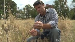 Century-long Experiment Tests Forest Diversity