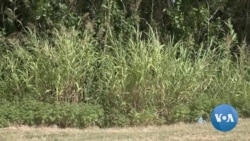 US Border Agents Scramble as Migrants Face Deadly Perils