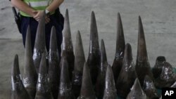 Tahun ini, jumlah badak yang dibunuh mencapai rekor lebih dari 455 ekor (foto: Dok).