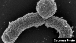 រូបឯកសារ៖ បាក់តេរី​ប្រភេទ Eleftheria ដែល​ទើប​​រក​ឃើញ​ថ្មី អាច​ជា​ថ្នាំផ្សះ​ដែល​ជា​អាវុធ​ថ្មីមួយ​ក្នុងការ​ប្រឆាំង​នឹង​ជំងឺ​ឆ្លង។