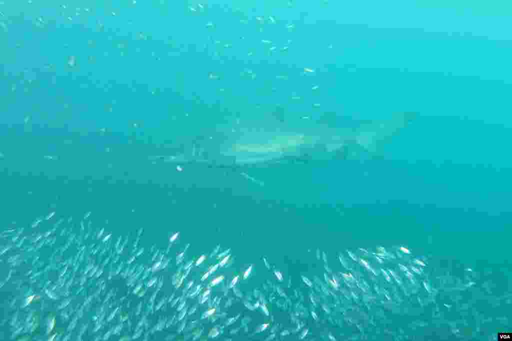 ڈوبے جہاز کی تلاش اور شارک کا تعاقب - عبدالعزیزخان, واشنگٹن