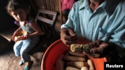 FILE - A man holds corn harvested from the fields of Terrabona town, north Nicaragua, Oct. 11, 2012. "The regional priority is to eradicate hunger by 2025," FAO chief Jose Graziano da Silva says.