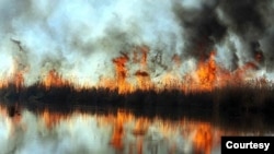 تداوم آتش‌سوزی عمدی در تالاب انزلی - عکس از رسانه‌های ایران