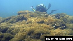 In this Aug. 4, 2019 photo provided by Taylor Williams, a new species of seaweed covers dead a coral reef at Pearl and Hermes Atoll in the remote Northwestern Hawaiian Islands. (Taylor Williams/College of Charleston via AP)