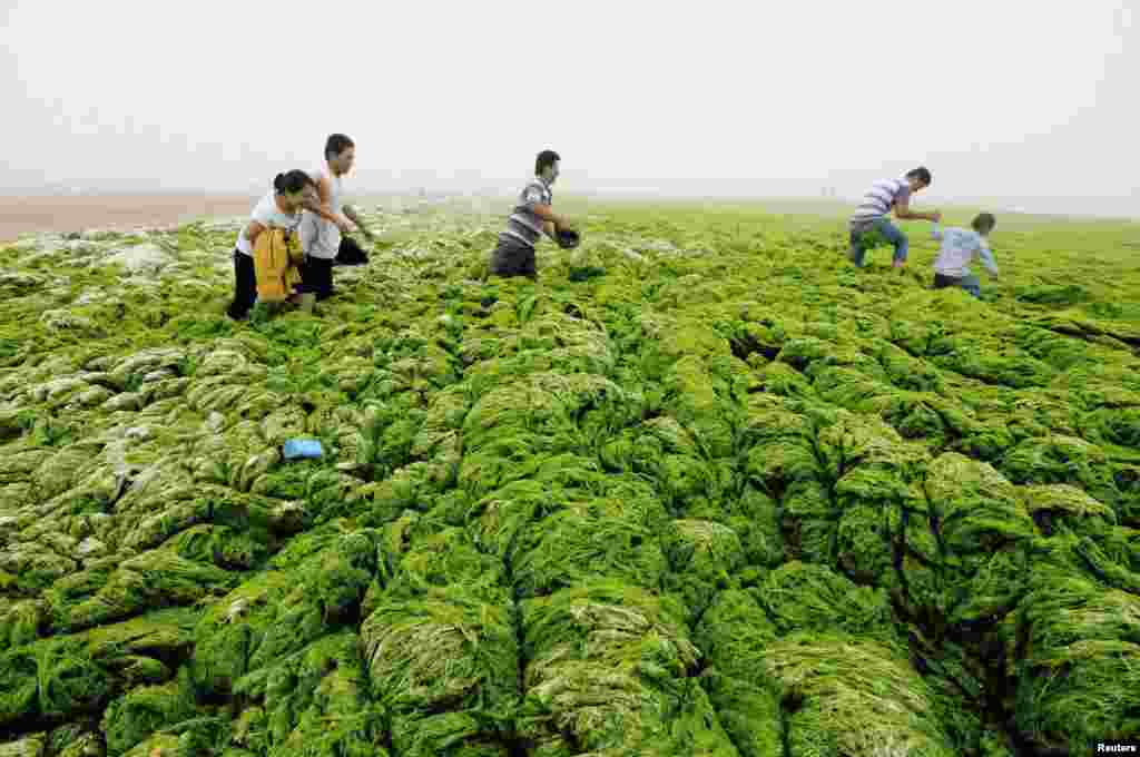 Orang-orang berjalan di pinggir sebuah pantai yang tertutup ganggang di kota Qingdao, Provinsi Shandong, China.