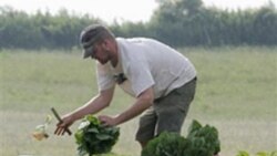 Ben Sippel picks romaine lettuce for his business in Mount Gilead, Ohio in this file photo from 2007