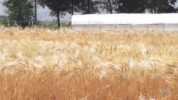 Seeds of Change Offer Hope in Lebanon