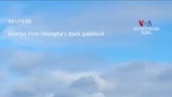 Ավելի քան 150 խոյադելֆիններ՝ Ավստրալիայի Թասմանիա նահանգի լողափում