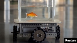 A goldfish navigates on land using a fish-operated vehicle developed by a research team at Ben-Gurion University in Beersheba, Israel, January 6, 2022. Picture taken January 6, 2022. (REUTERS/Ronen Zvulun) 