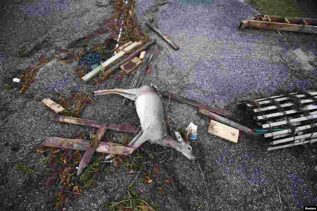 A dead deer is pictured with driftwood and debris left by a combination of storm surge from Hurricane Sandy and high tide in Southampton, New York, October 30, 2012.