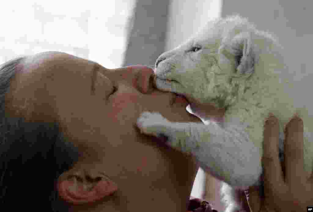 Zookeeper Nadezda Radovic kisses a seven-day-old white lion at the Belgrade Zoo, Serbia.