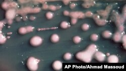 FILE - One form of CRE bacteria, sometimes called “nightmare bacteria.” CRE bacteria, blamed for 600 deaths each year, and can withstand treatment from virtually every type of antibiotic. 