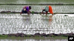 Farmers plant saplings in a rice field at Rajpur village in the western Indian state of Gujarat, July 10, 2011