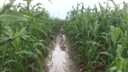 Reportage de d'André Kodmadjingar, correspondant à N'Djamena pour VOA Afrique