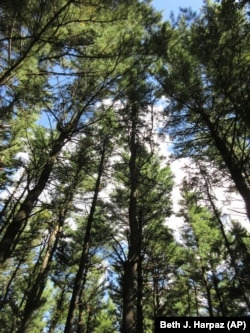 File: The sky seen through evergreen trees on a trail in Wisconsin.