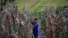 Seorang anak laki-laki Korea Utara memegang sekop di ladang jagung di daerah yang rusak akibat banjir dan topan baru-baru ini di pertanian kolektif Soksa-Ri di Provinsi Hwanghae Selatan. (Foto: Reuters)