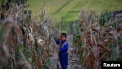 Seorang anak laki-laki Korea Utara memegang sekop di ladang jagung di daerah yang rusak akibat banjir dan topan baru-baru ini di pertanian kolektif Soksa-Ri di Provinsi Hwanghae Selatan. (Foto: Reuters)